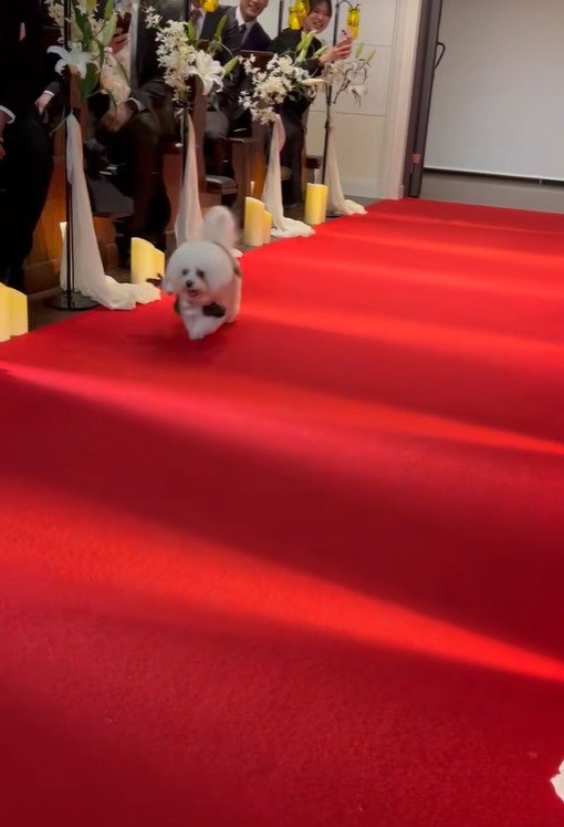 ミロちゃんがリングドッグに挑戦7