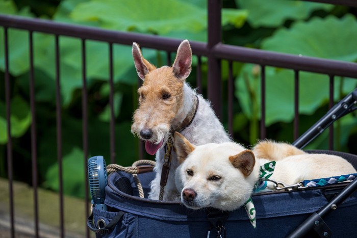 カートに乗った老犬の散歩