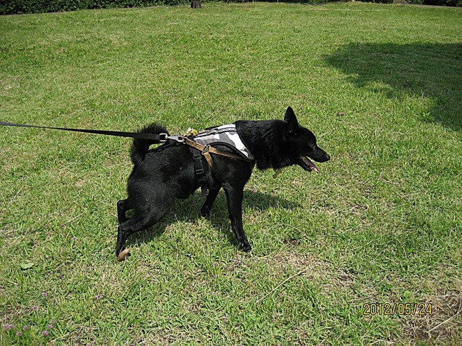 愛犬の写真