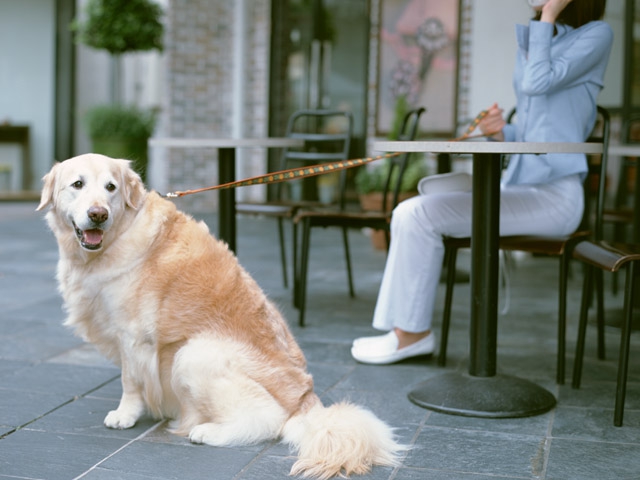 外で座る犬