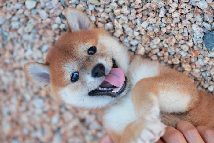 仰向けの柴犬の子犬