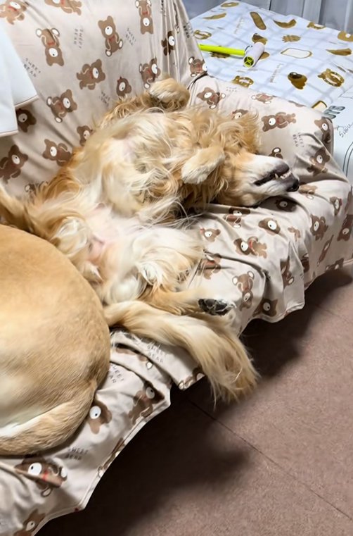 ソファーで眠る大型犬