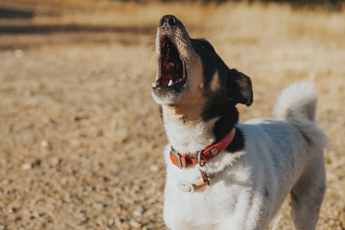 口を大きくあけて遠吠えする犬