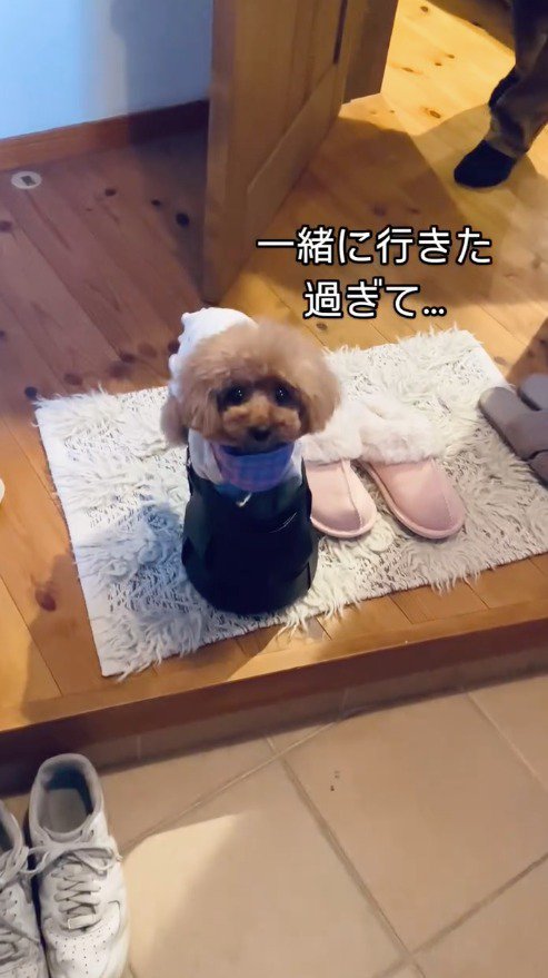 女性を見つめる犬