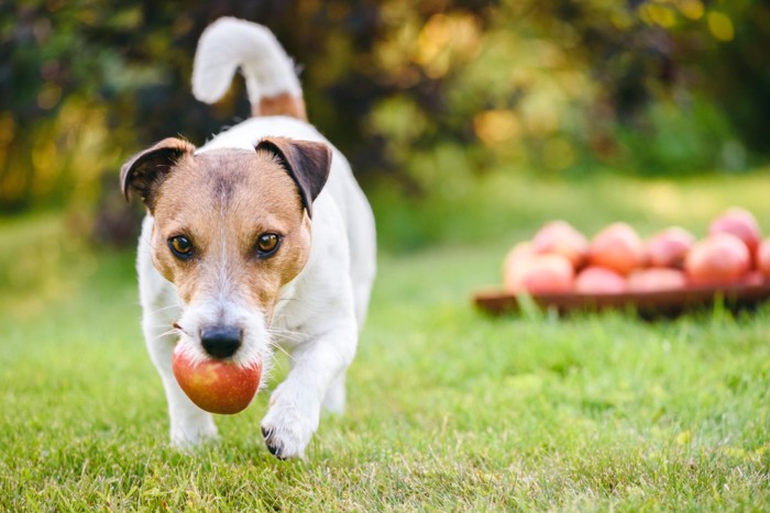 林檎を咥えて持ってくる犬