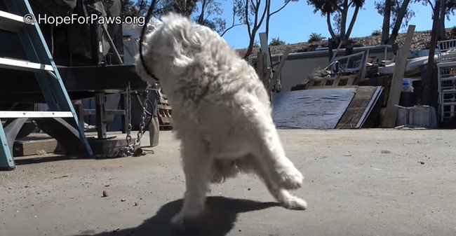 はずれそうなジェントル・スネア