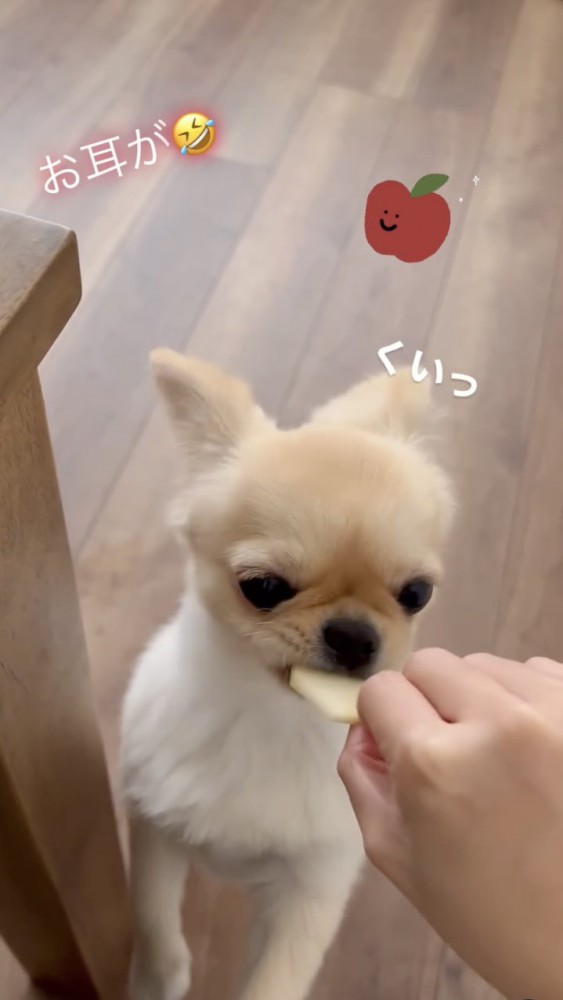 リンゴを食べる犬