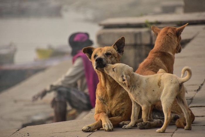 母犬の顔を舐める子犬