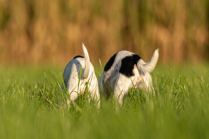 2頭の犬のお尻