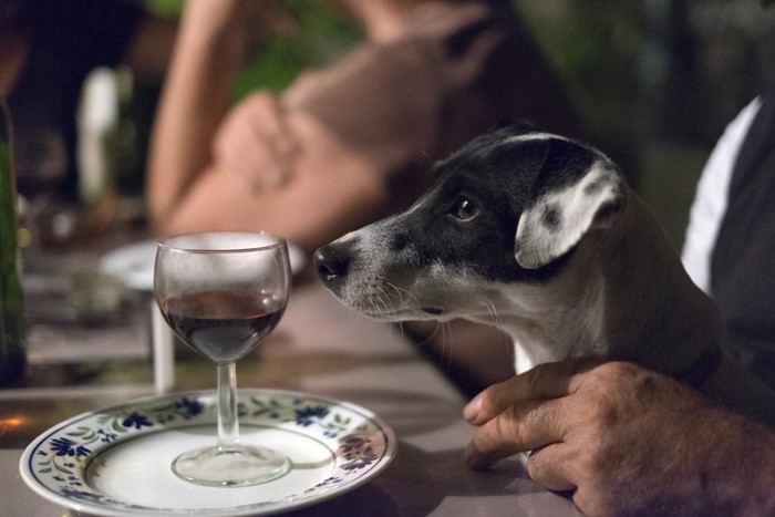 グラスを見つめる犬