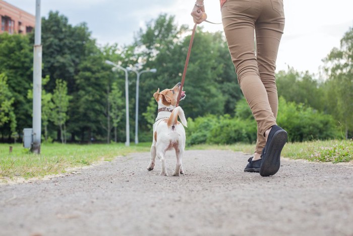 お散歩する犬と人の後ろ姿