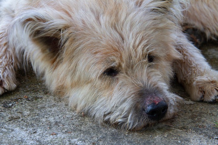 虫に刺されて鼻を腫らした犬