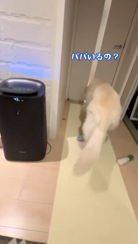 ドアに顔を近づける犬