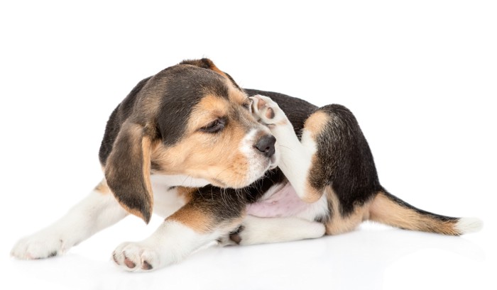 口周りを掻く子犬