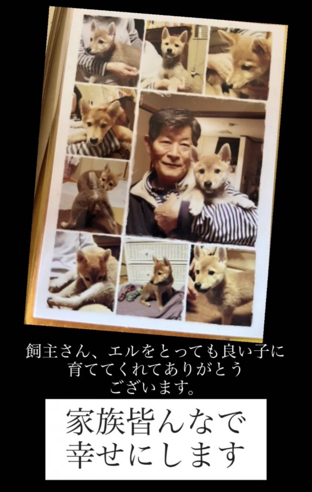 犬と人の思い出の写真
