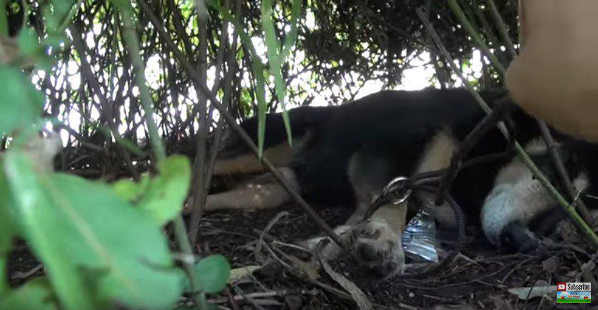 やぶで眠る犬