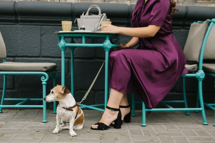 カフェのテラス席でくつろぐ飼い主の足元に座る犬