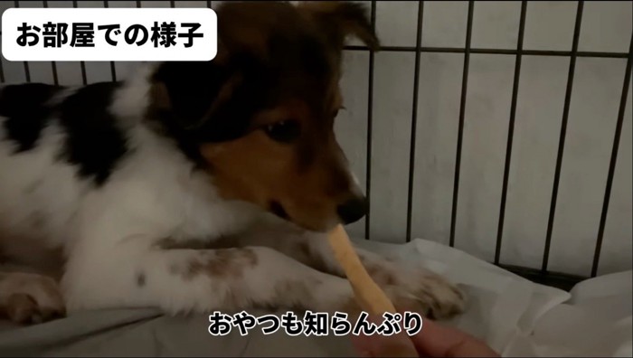 おやつを目の端で見る子犬