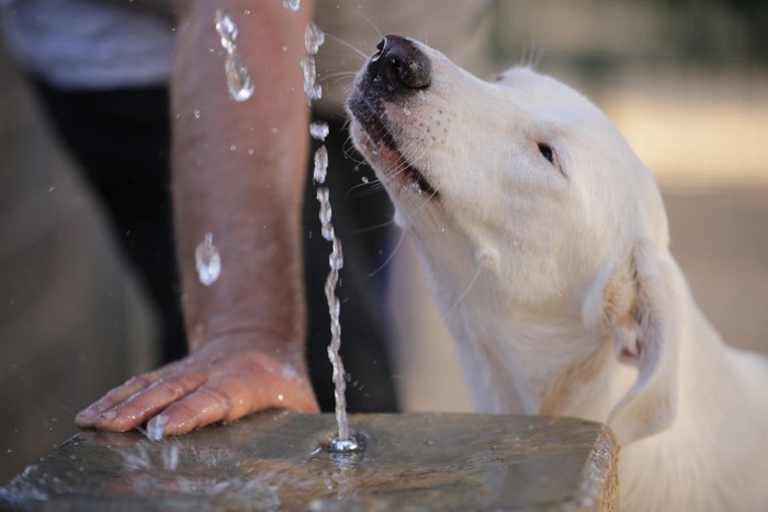 水飲み場の水で遊ぶ犬