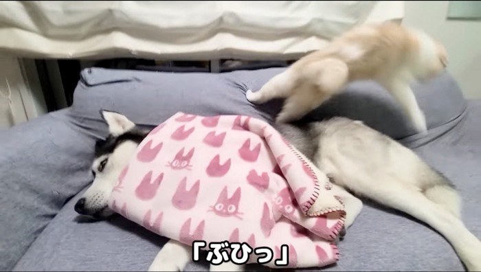 音に驚いて飛び上がる猫