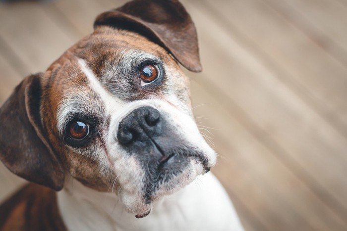 ジーッと見つめてくる犬