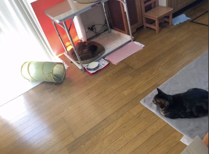 だんだんと「家族」に