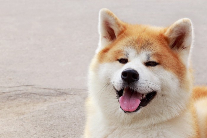 秋田犬の顔のアップ