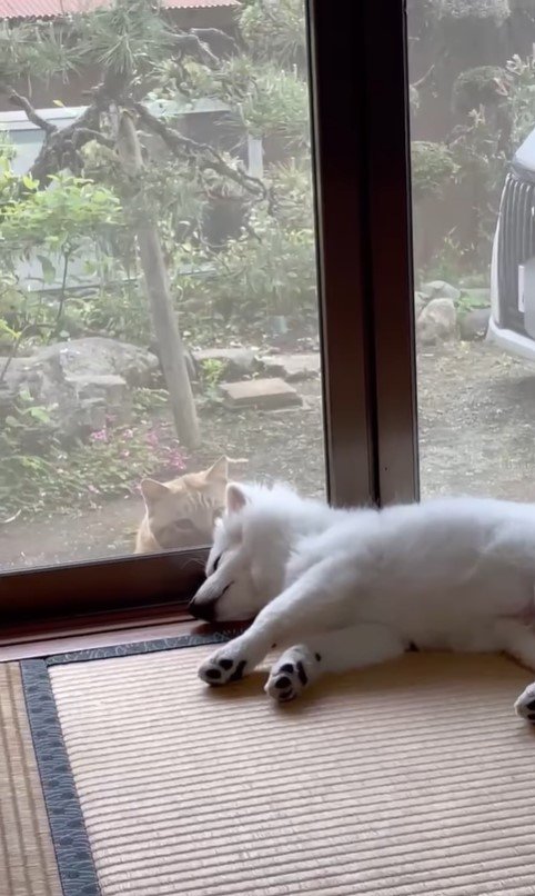 気づかれたくない猫ちゃん