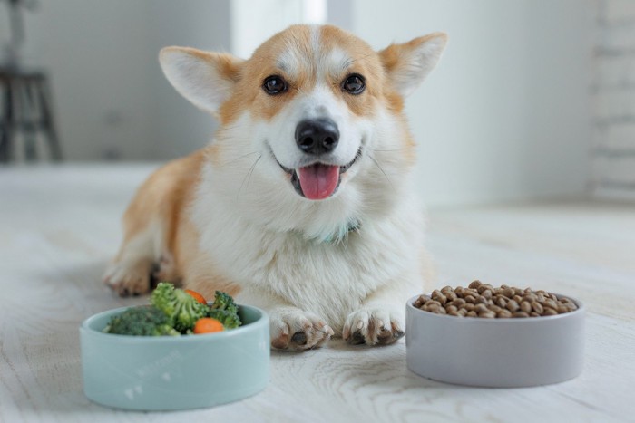 ごはんと犬
