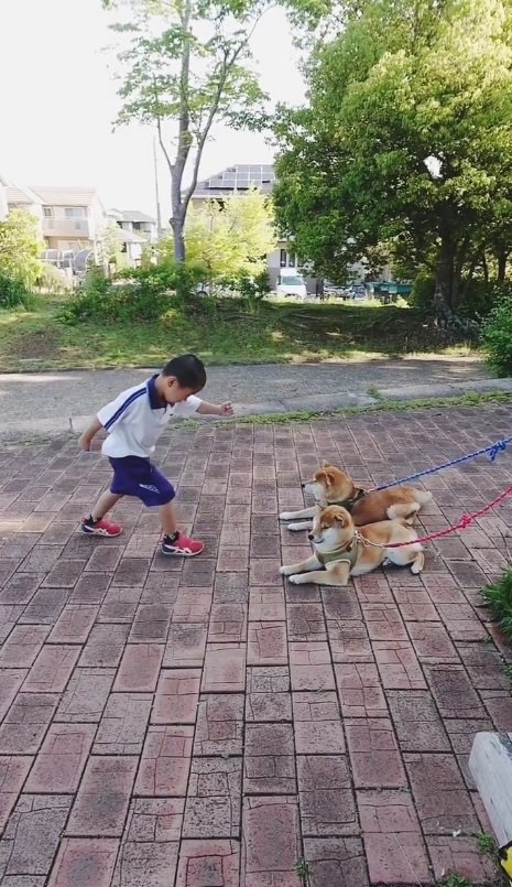 柴犬兄弟は微動だにせず…