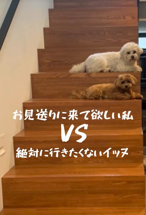 お見送りしないチャチャちゃんたち2