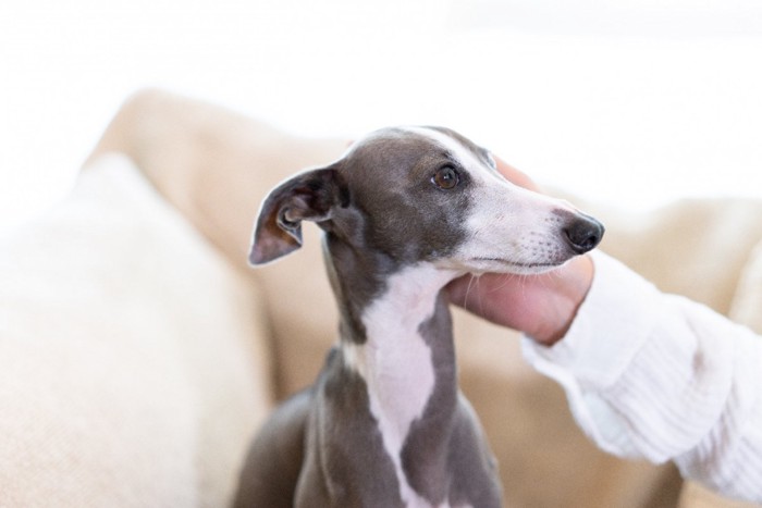 撫でられる犬