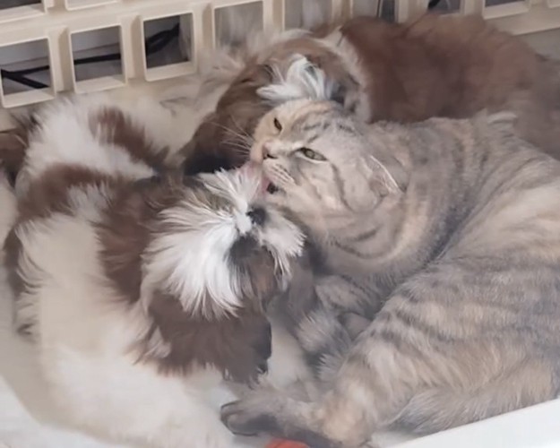 子犬の口元を舐める猫