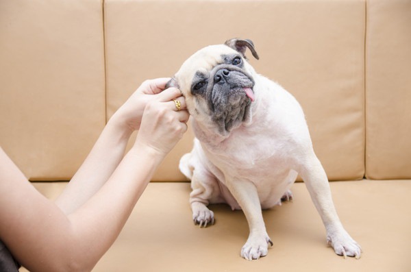 129459427 耳掃除中の犬