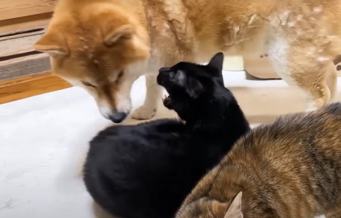 犬を噛もうとする黒猫