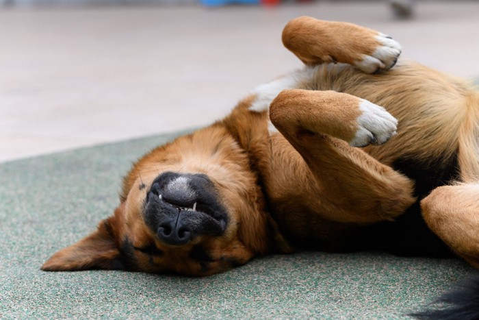 背中を地面に擦り付ける犬