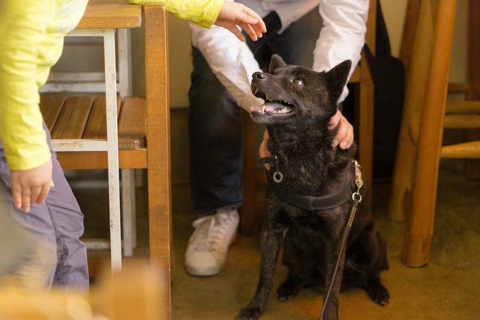 人に撫でられそうになっている犬