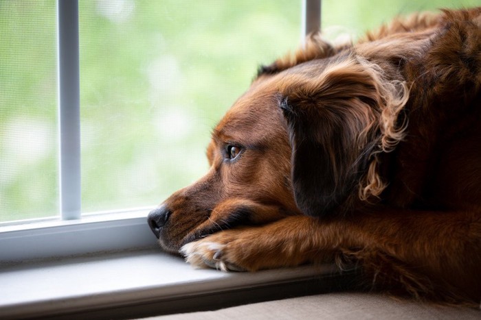 遠くを見つめる犬