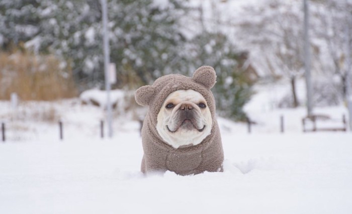 雪に埋もれる犬