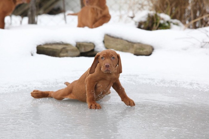 氷で滑っている犬