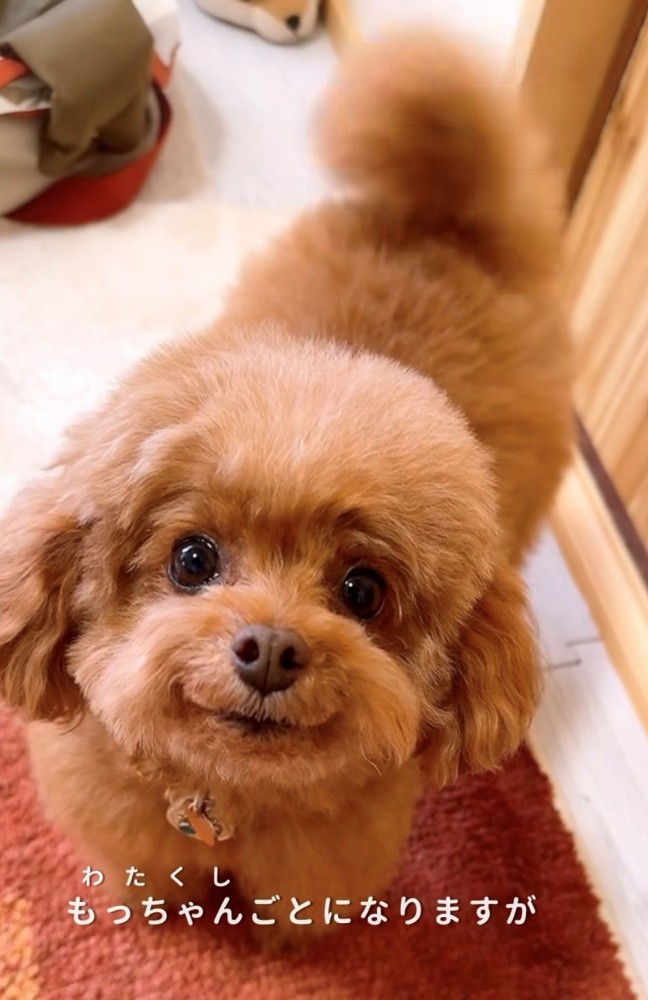 見上げる犬
