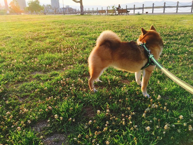 散歩中の柴犬