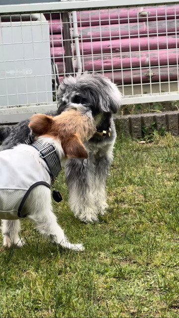 意地悪をする犬