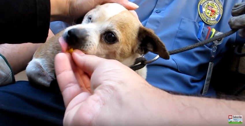 人の指をなめる犬