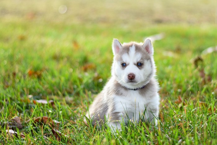 シベリアンハスキーの子犬