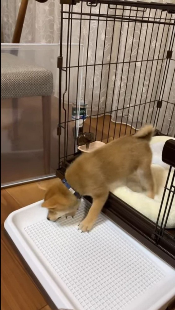 前をつく柴犬