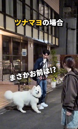 飼い主を見て立ち止まる白い犬