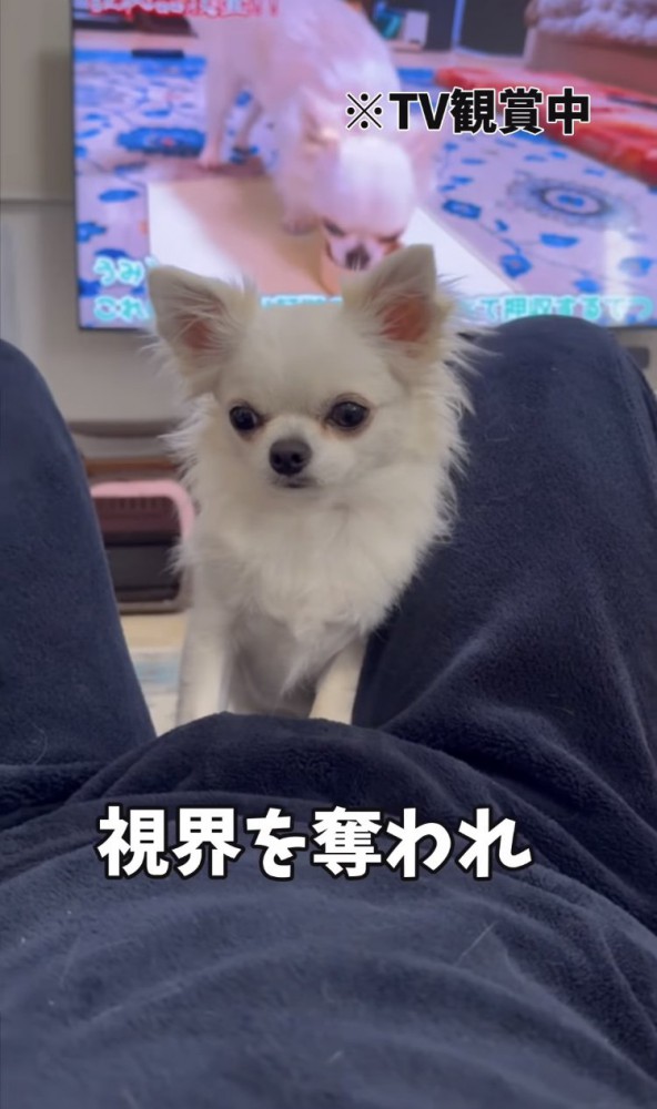 テレビを遮るチワワ