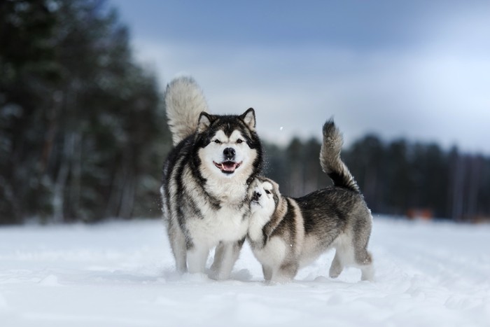 雪の中でじゃれ合う2頭のアラスカンマラミュート