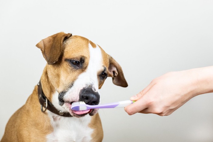 歯ブラシを舐める犬